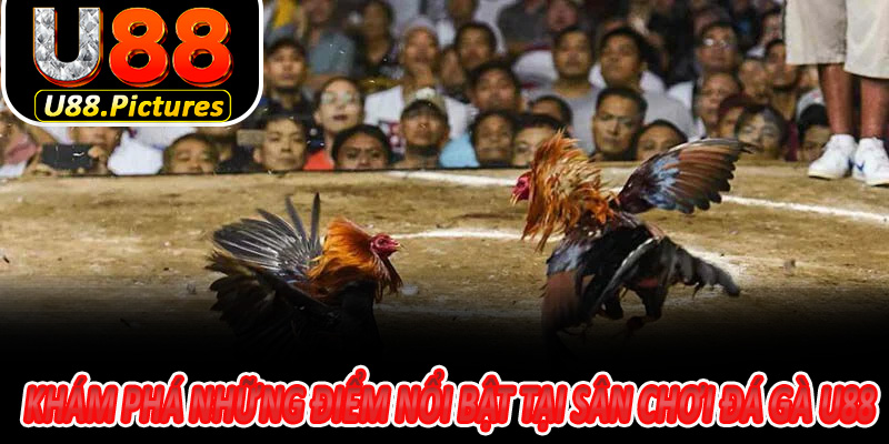 Khám phá những điểm nổi bật tại sân chơi đá gà U88