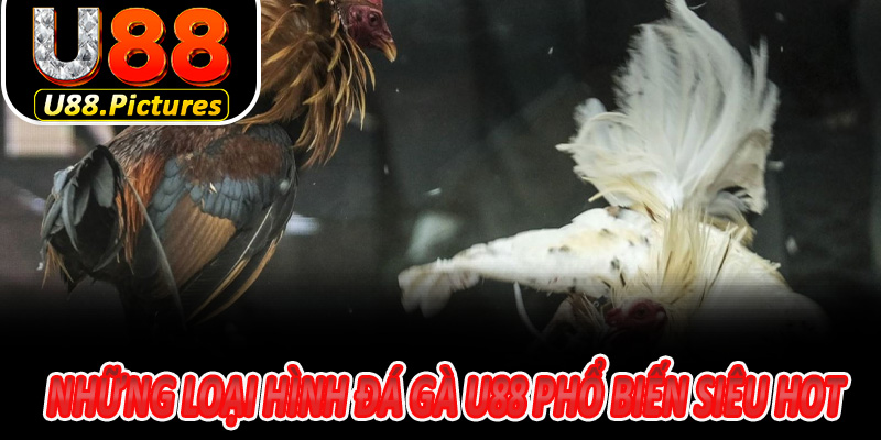 Những loại hình đá gà U88 phổ biến Siêu Hot